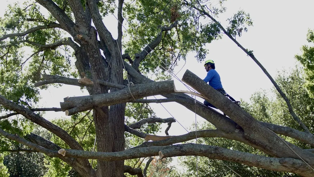 Professional Crown Thinning performed by certified arborists in West Alton