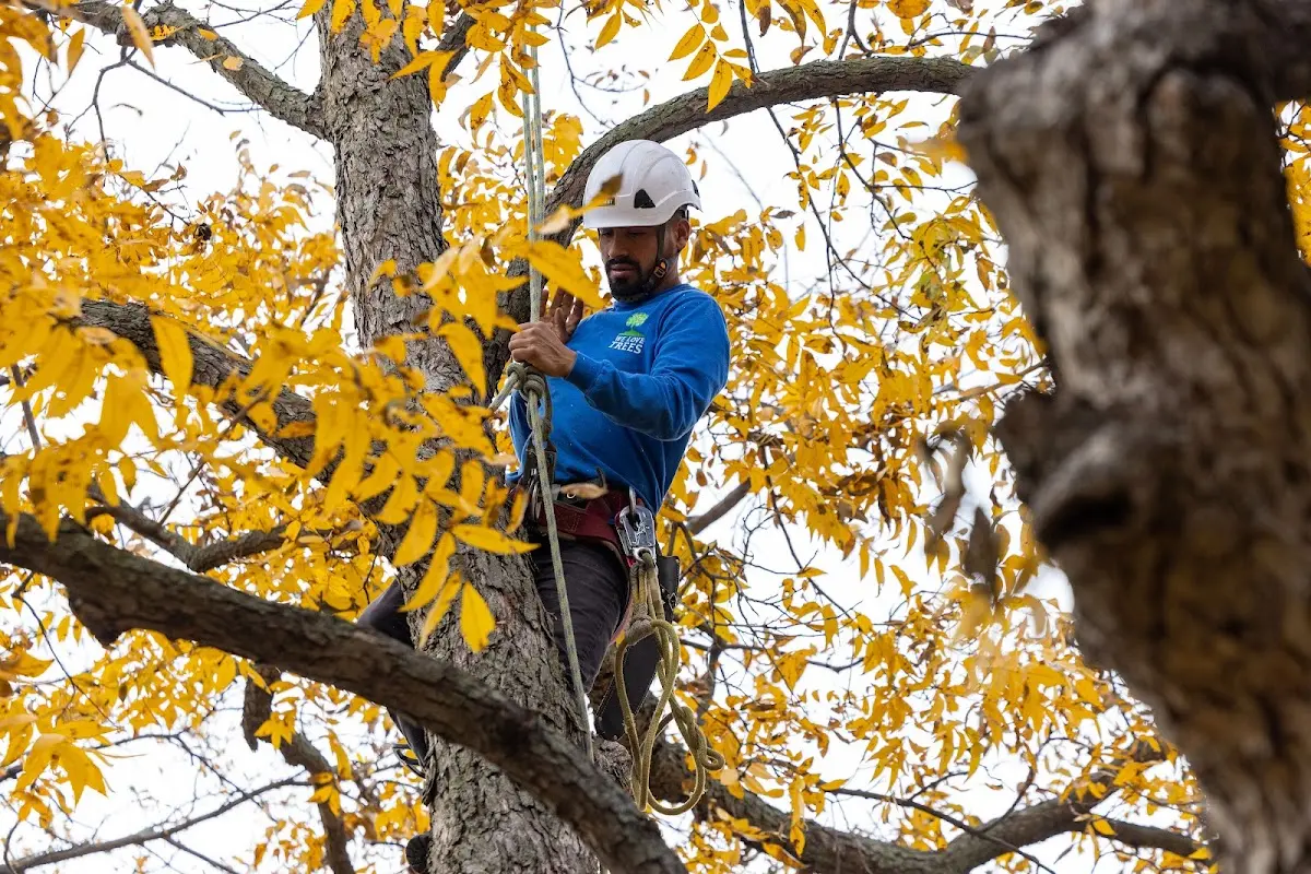 Skilled Emergency Tree Service crew working in West Alton