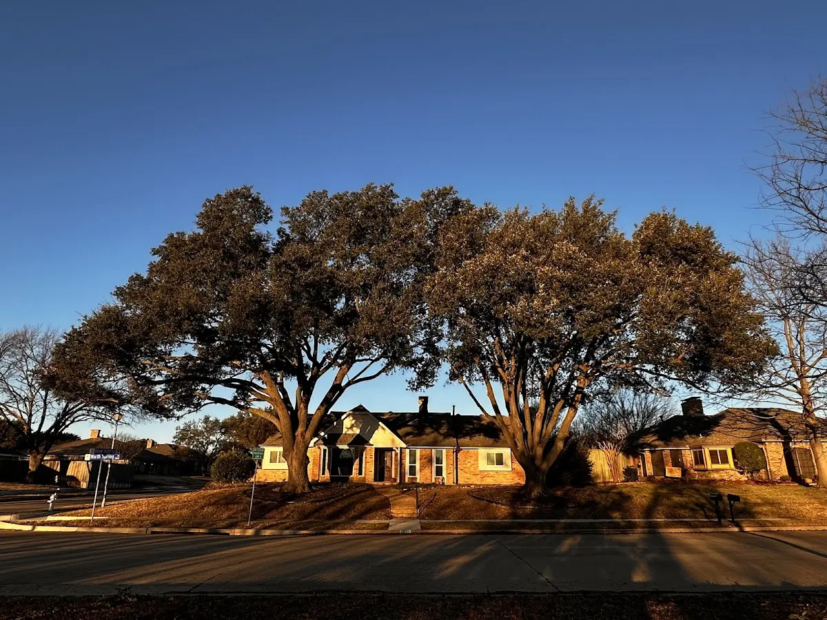 Established residential canopy tree shading a home in West Alton